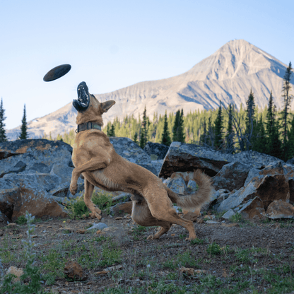 Monster K9 rubber fetch disc for strong chewers