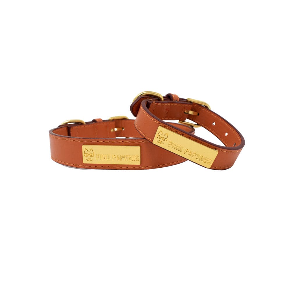 Ainsley dog collar — additional photo 4