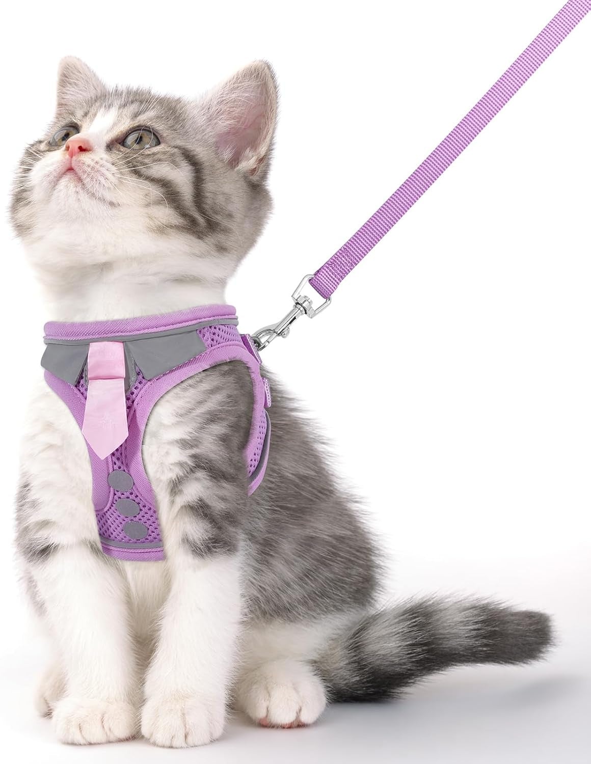 Kitten in purple harness with matching leash