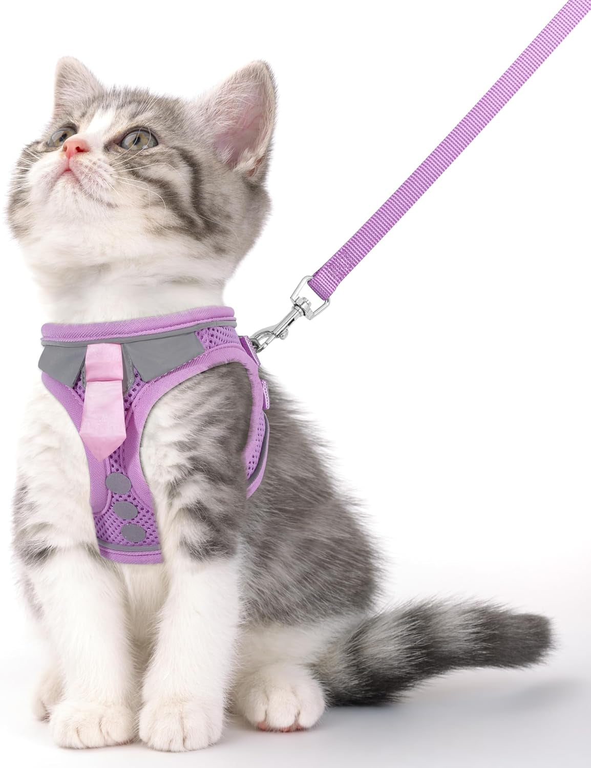 Kitten wearing purple cat harness and leash, front view