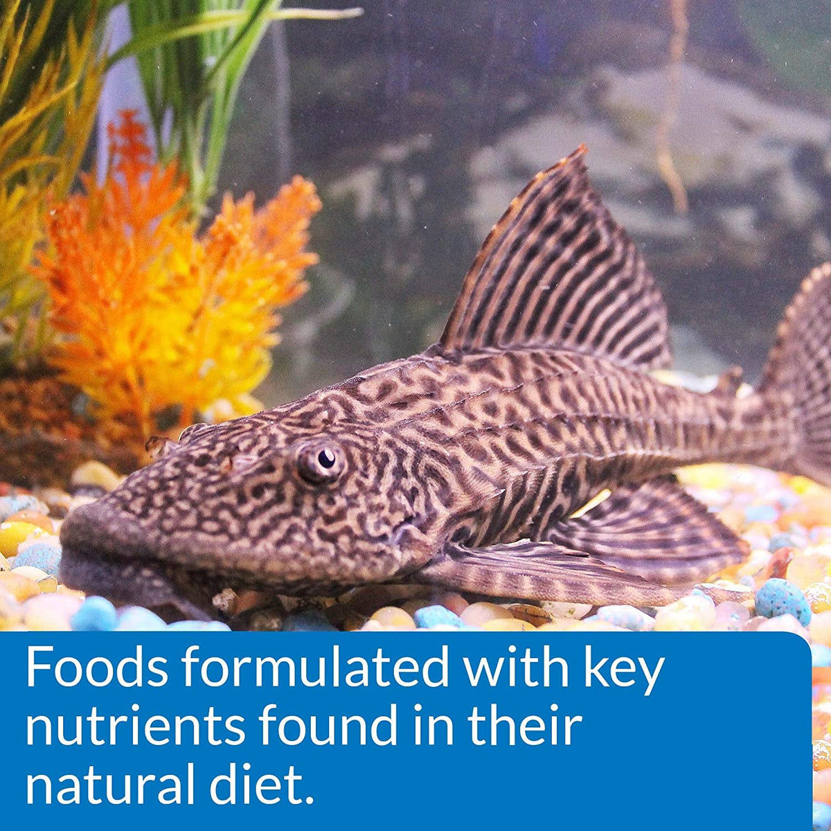 Algae Wafers, Sinking Fish Food for Bottom Feeders