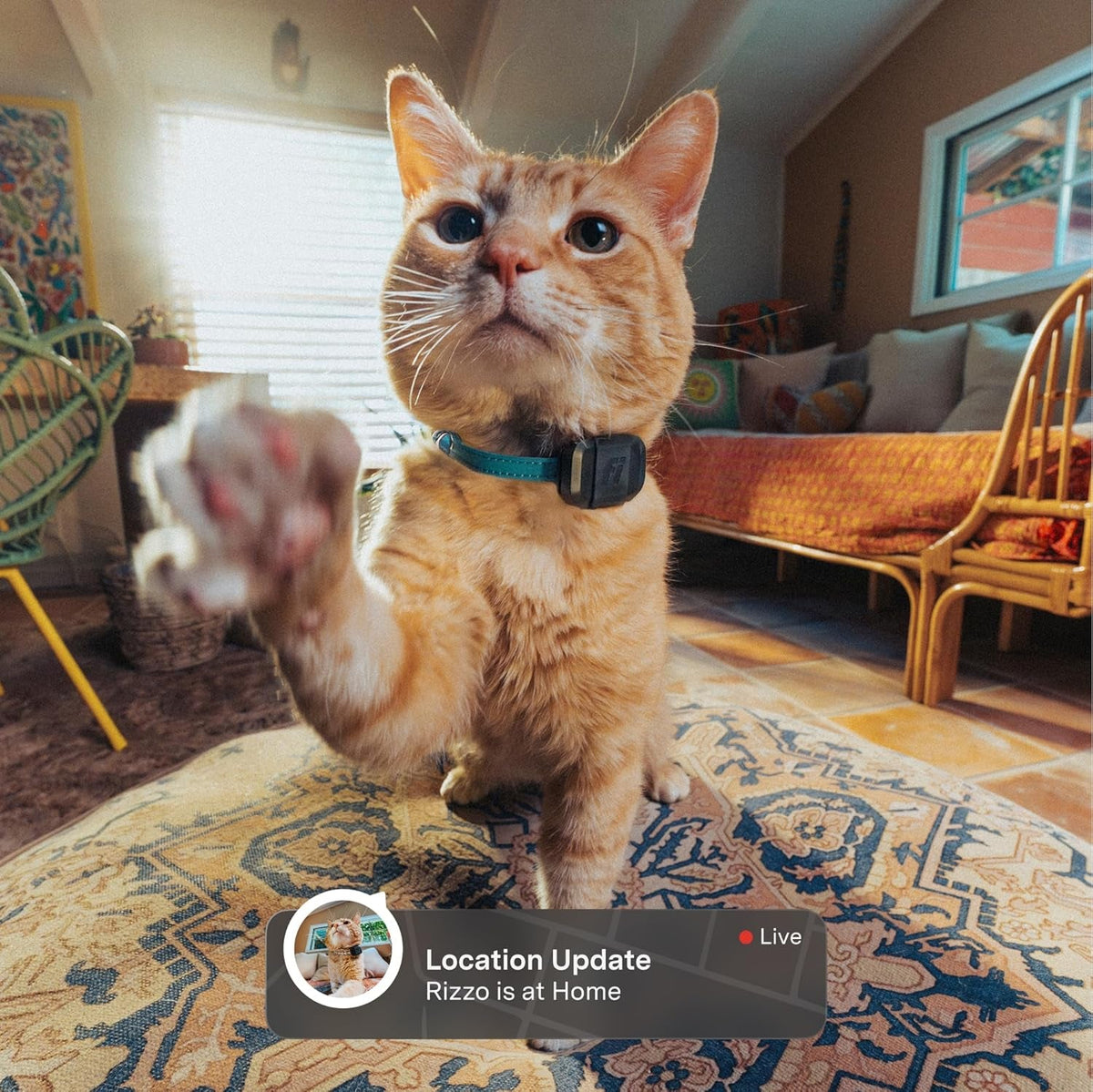 Cat wearing Fi Mini GPS tracker on its collar at home