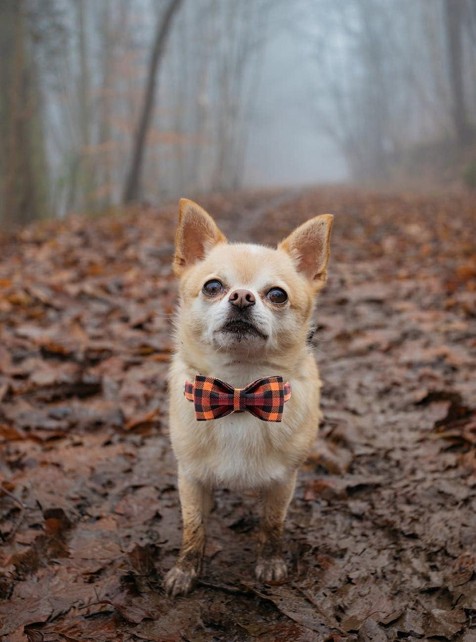 Adjustable Bow Tie Collar for Dogs and Cats