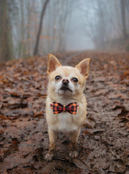 Adjustable Bow Tie Collar for Dogs and Cats