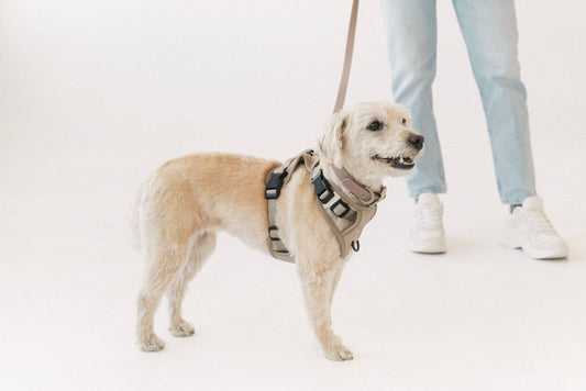 Affogato Classic 2.0 breathable mesh dog harness