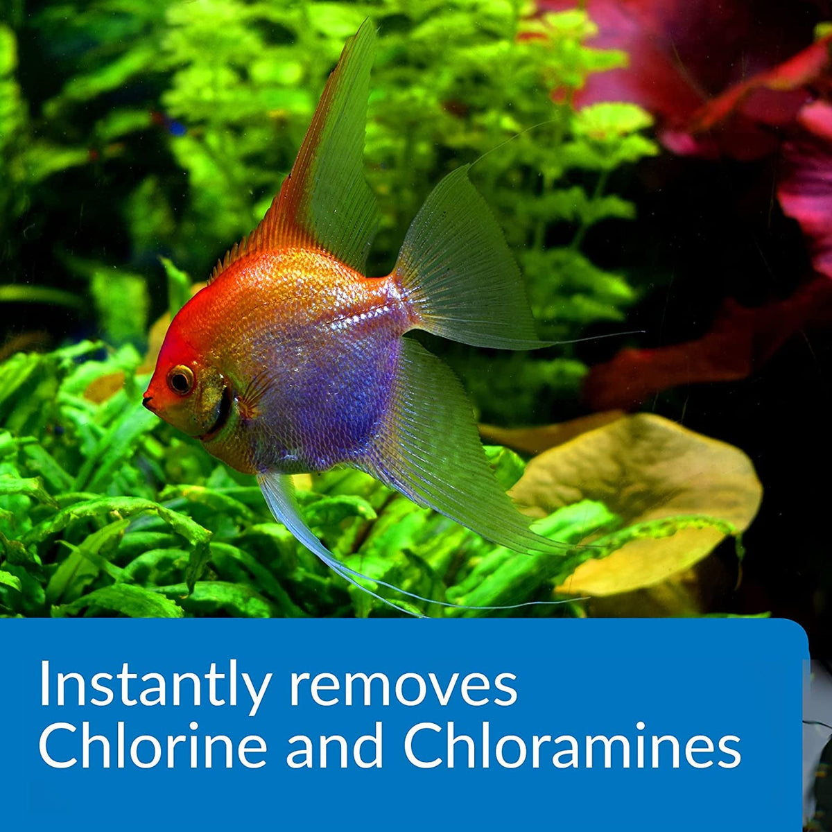 Angelfish aquarium showing API AMMO-LOCK chlorine and chloramine treatment