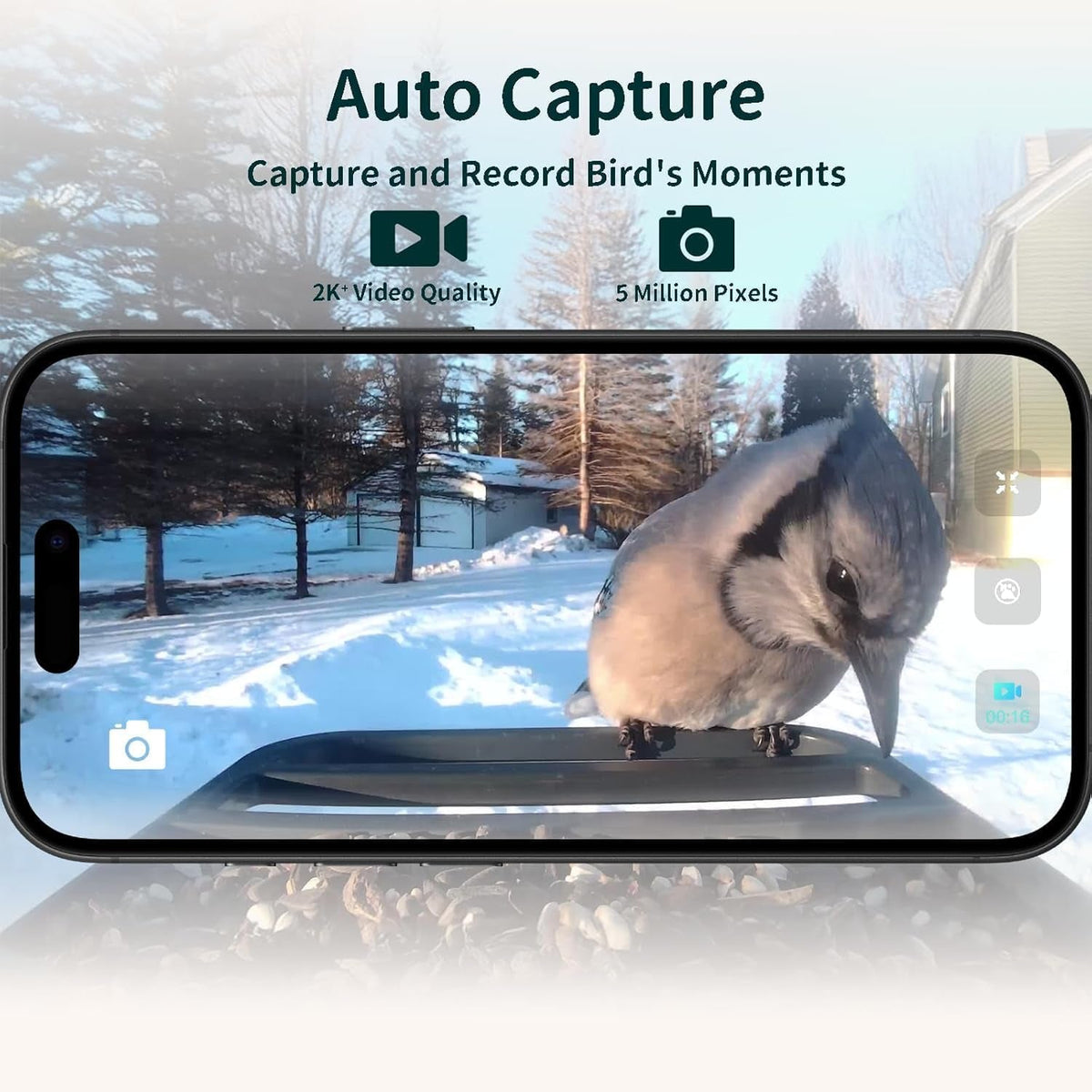 Auto-captured 2K bird video shown on a phone