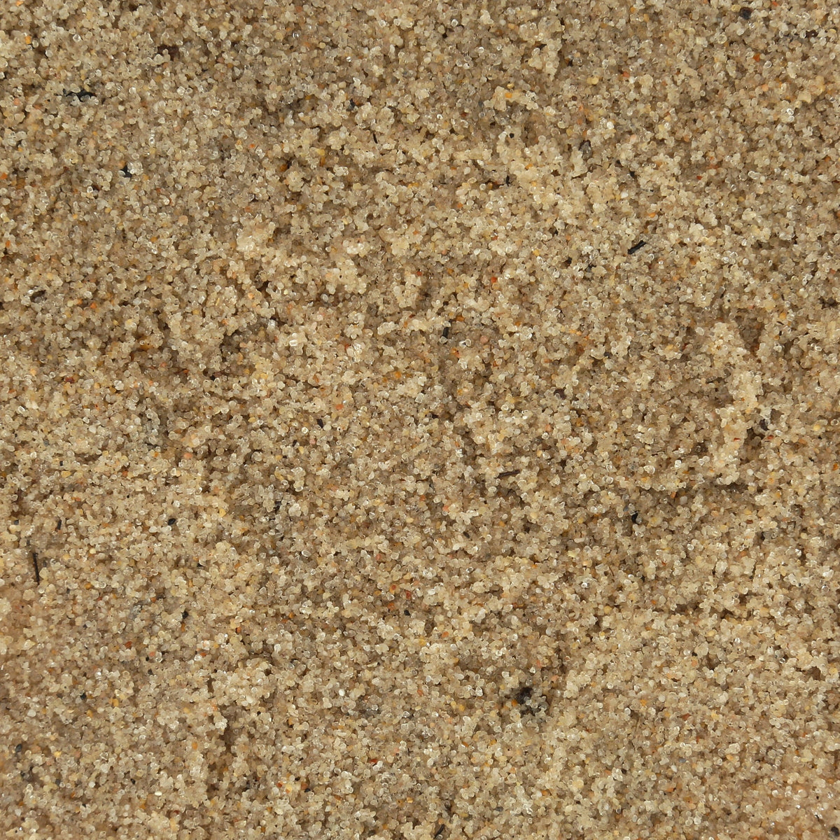 Natural Beach Sand Substrate for Hermit Crabs