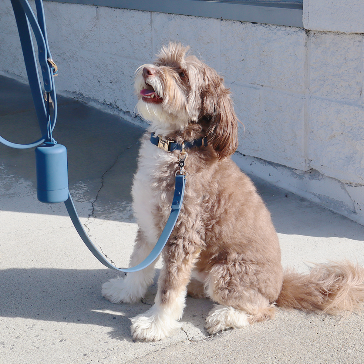Waterproof Dog Leash | Black