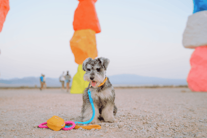 Marley rope dog leash — additional photo 12