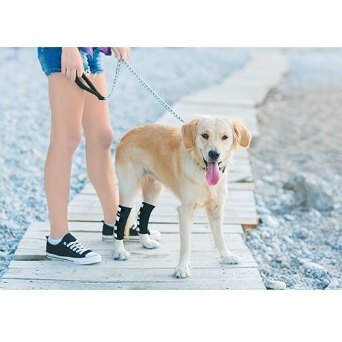 NeoAlly Rear Leg Hock Brace for Large Dogs, Pair