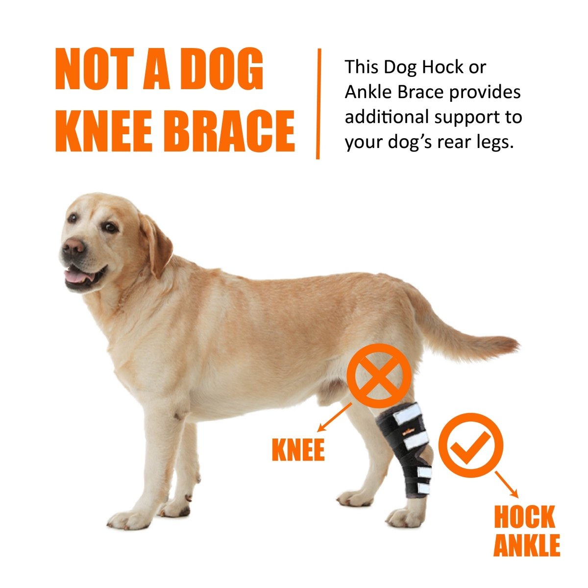 NeoAlly Rear Leg Hock Brace for Large Dogs, Pair