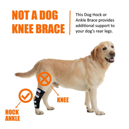 NeoAlly Rear Leg Hock Brace for Large Dogs, Pair