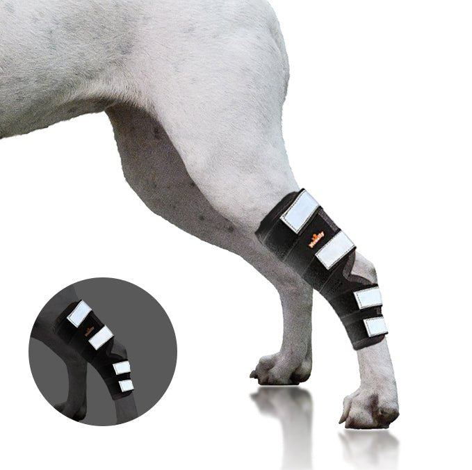 NeoAlly Rear Leg Hock Brace for Large Dogs, Pair