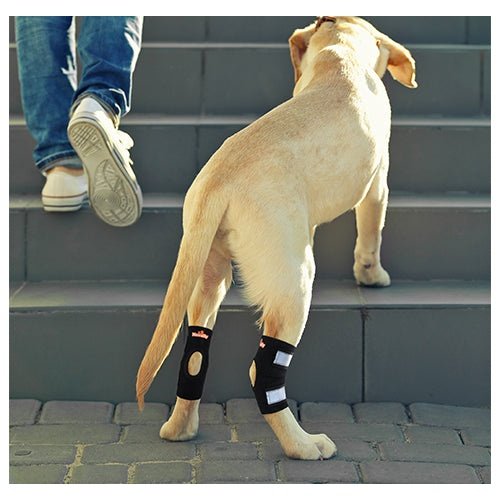 NeoAlly Rear Leg Hock Brace for Small Dogs, Pair