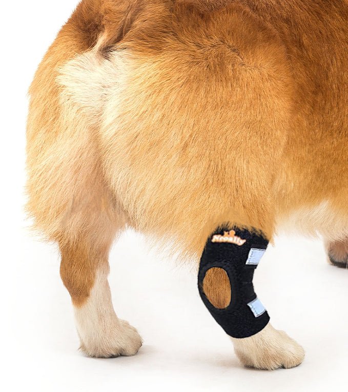 NeoAlly Rear Leg Hock Brace for Small Dogs, Pair