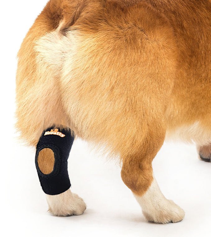 NeoAlly Rear Leg Hock Brace for Small Dogs, Pair