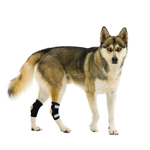 NeoAlly Rear Leg Hock Brace with Spring Strips, Small Dogs