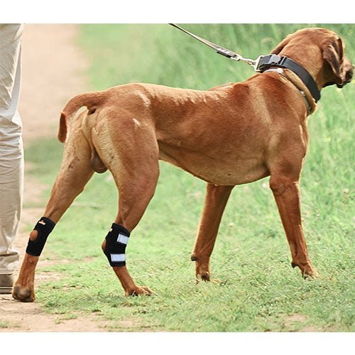 NeoAlly Rear Leg Hock Brace with Spring Strips, Small Dogs