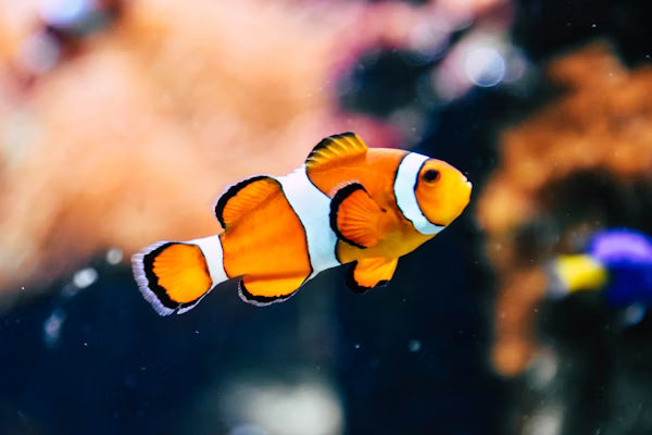 Aquatiques — produits et accessoires animalerie Zavyro