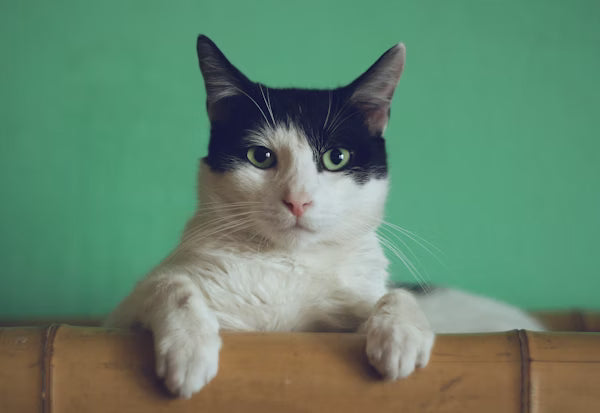 Chats — produits et accessoires animalerie Zavyro