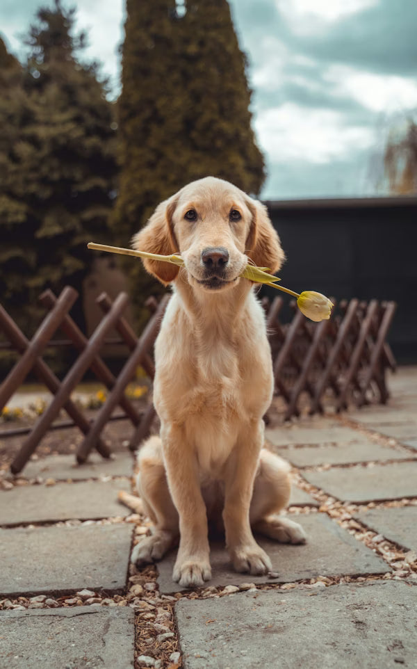 Chiens — produits et accessoires animalerie Zavyro