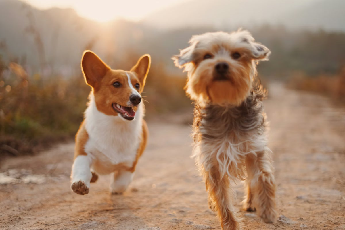 Pourquoi choisir Zavyro — animalerie en ligne premium pour chien et chat